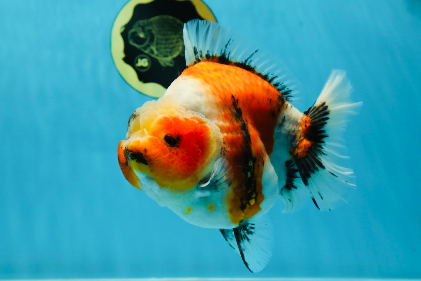 AAA Grade Big Body Godzilla Ink Calico Yuanbao Female 6 inches #051625YB_12