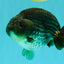 AAA Grade Black Blue Ranchu Female 6 inches #102326RC_01
