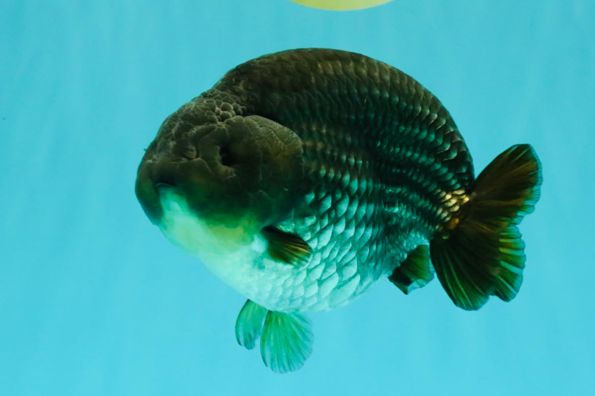 AAA Grade Black Blue Ranchu Female 6 inches #102326RC_01