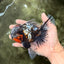 A Grade Real Calico Oranda Male 5.5 inches #062626OR_32