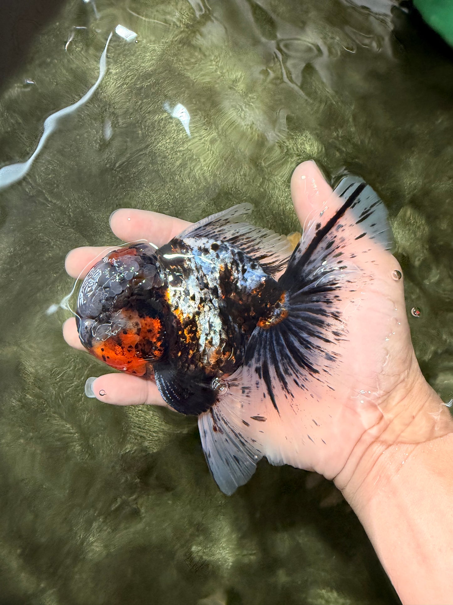 A Grade Real Calico Oranda Male 5.5 inches #062626OR_32