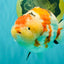 AAA Grade Super Special Sanke Kohaku Sakura Ranchu Female 6-6.5 inches #100226RC_25
