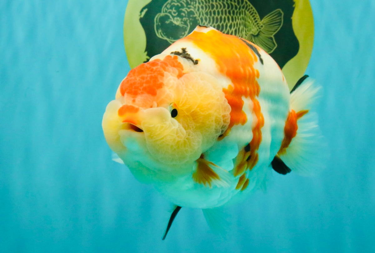AAA Grade Super Special Sanke Kohaku Sakura Ranchu Female 6-6.5 inches #100226RC_25