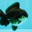 AAA Grade Panda Yuanbao Male 4.5-5 inches #082126YB_23