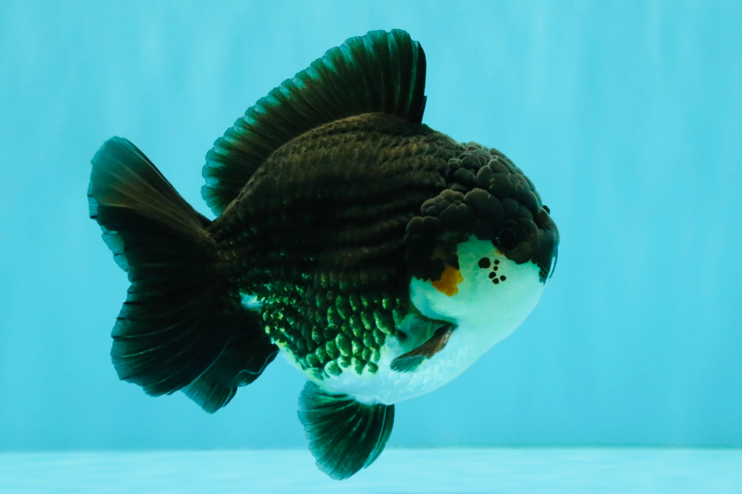 AAA Grade Panda Yuanbao Male 4.5-5 inches #082126YB_23