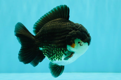 AAA Grade Panda Yuanbao Male 4.5-5 inches #082126YB_23