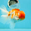 GODZILLA AAA Grade Butterfly Tail Red White Sakura Oranda Male 5.5 inches #1004OR_20