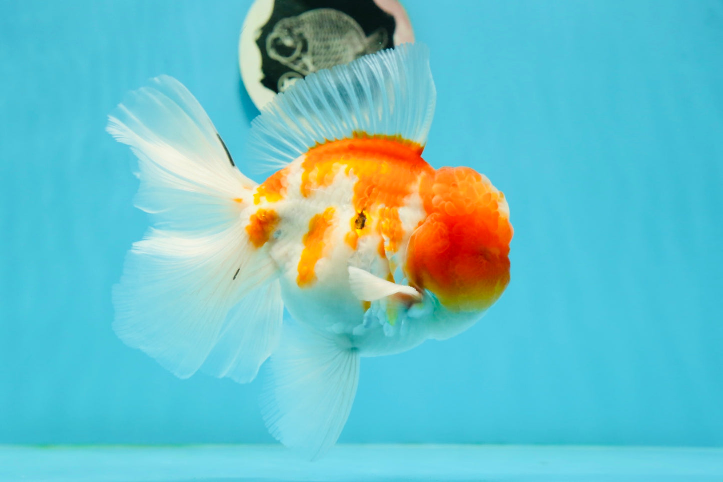 GODZILLA AAA Grade Butterfly Tail Red White Sakura Oranda Male 5.5 inches #1004OR_20