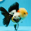 AAA Grade Tricolor Oranda Male 4.5 inches #0927OR_21