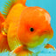A Grade Red White Oranda Male 5.5 inches #061926OR_20