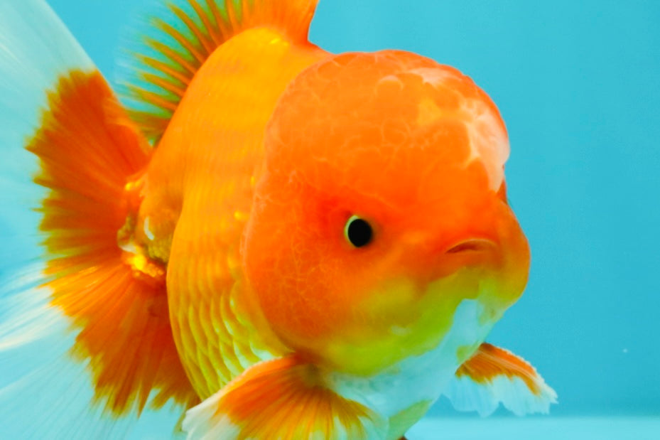 A Grade Red White Oranda Male 5.5 inches #061926OR_20