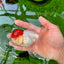 Oranda macho de gorra roja de grado A de 4,5 pulgadas n.º 0913OR_05