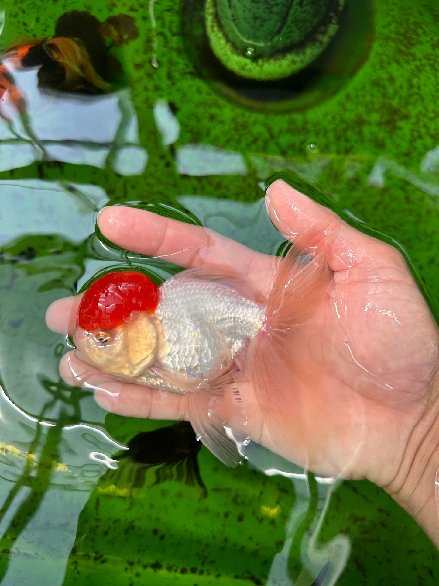 Oranda macho de gorra roja de grado A de 4,5 pulgadas n.º 0913OR_05