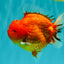 TOMATO AAA Grade Red Sakura Yuanbao Male 5 inches #092526YB_11