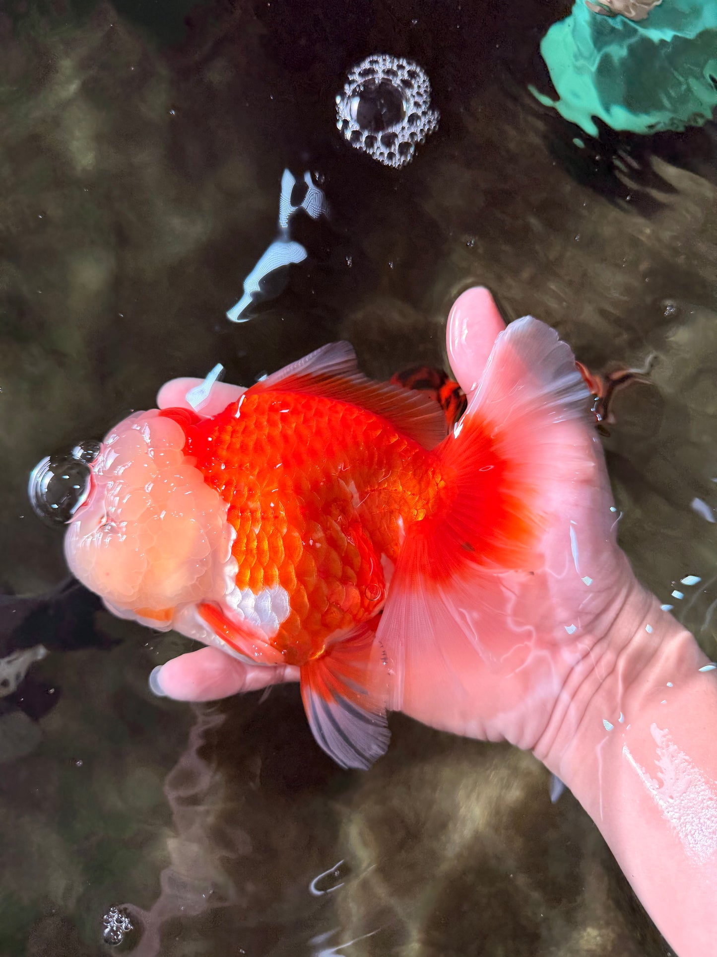 AAA Grade Red White Oranda Female 6-6.5 inches #032026OR_07