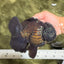 TOOTHLESS AAA Grade Calico Oranda Female 6 inches #100226OR_35