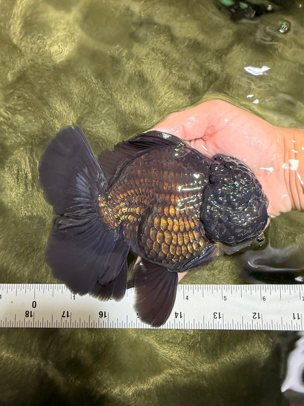TOOTHLESS AAA Grade Calico Oranda Female 6 inches #100226OR_35