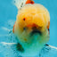 AAA Grade Godzilla Pepper Calico Oranda Male 5-5.5 inches #053025OR_27