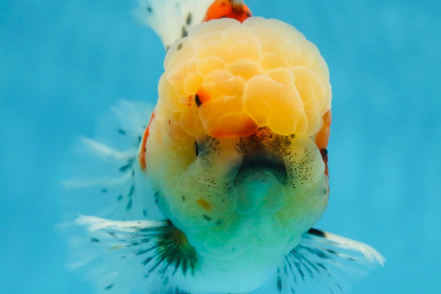 AAA Grade Godzilla Pepper Calico Oranda Male 5-5.5 inches #053025OR_27