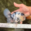 A Grade Two Face Marble Oranda Male 6-6.5 inches #072426OR_11