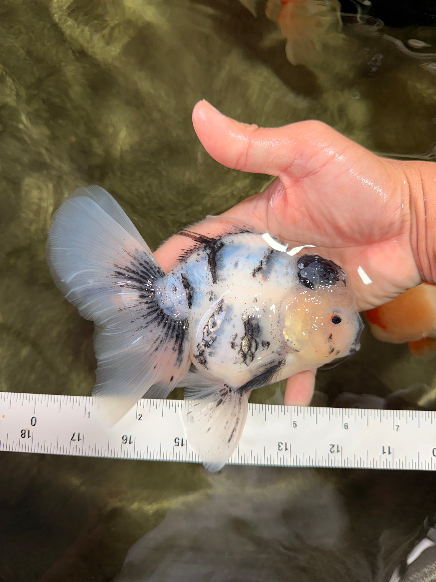 A Grade Two Face Marble Oranda Male 6-6.5 inches #072426OR_11
