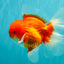 CHONKY AAA Grade Red White Oranda Male 4.5-5 inches #062626OR_37