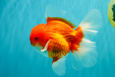CHONKY AAA Grade Red White Oranda Male 4.5-5 inches #062626OR_37