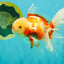 CHICKIE A Grade Red White Oranda Male 5.5 inches #101626OR_08