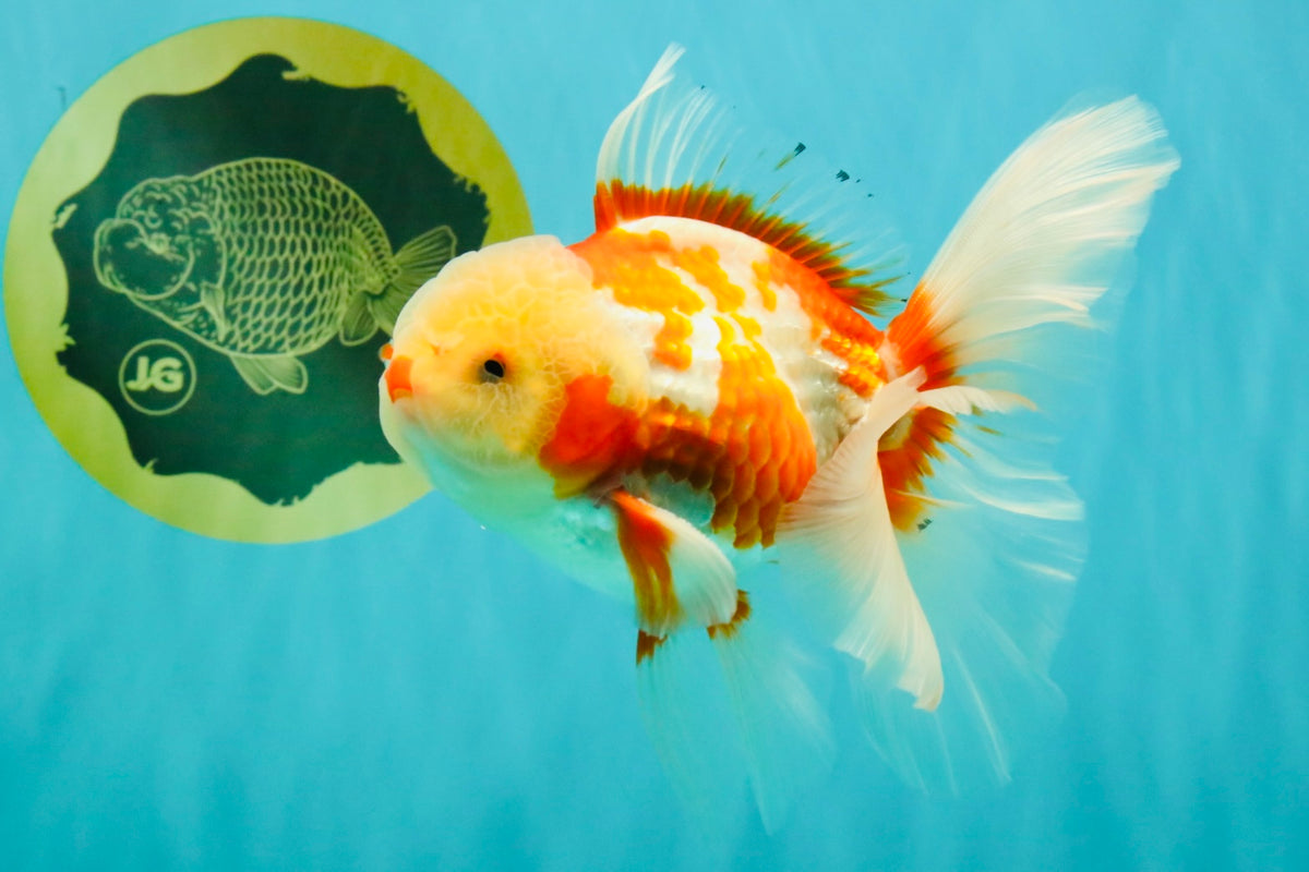 CHICKIE A Grade Red White Oranda Male 5.5 inches #101626OR_08