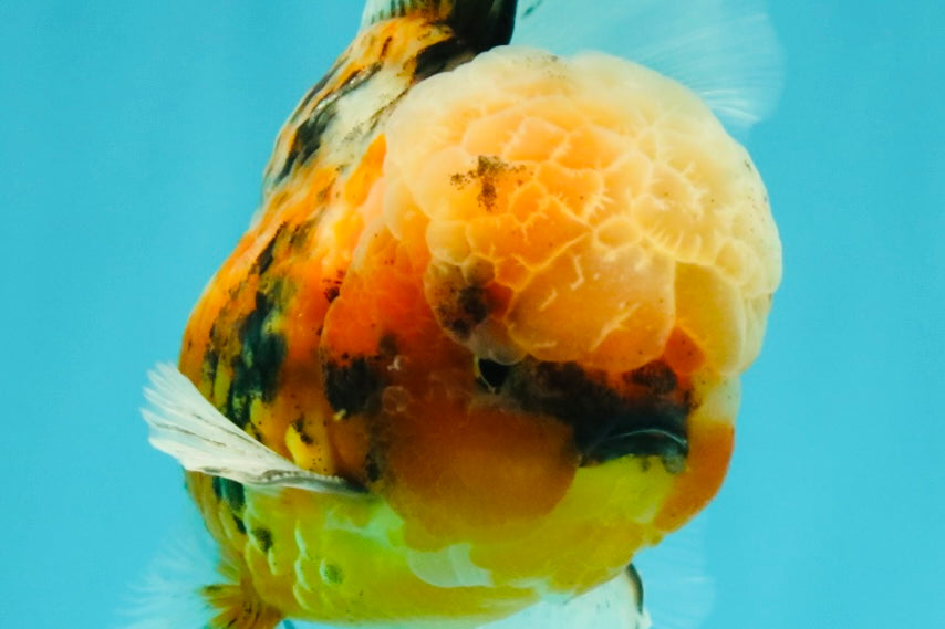 A Grade Tiger Oranda Male 5.5-6 inches #081426OR_04