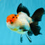 Tricolor Oranda Female 5-5.5 inches #041026OR_06