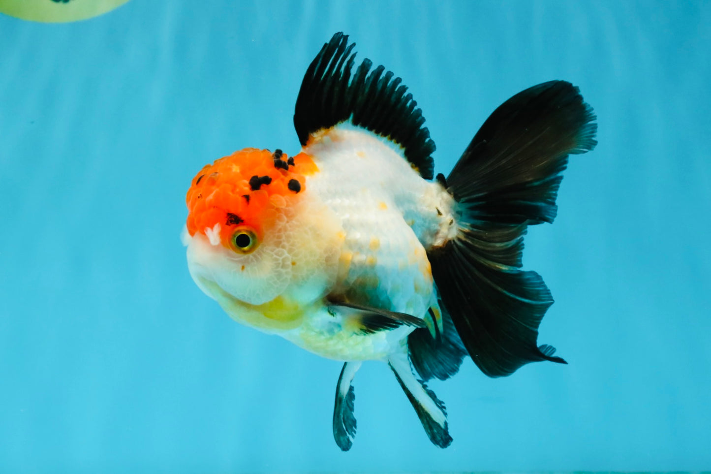 Tricolor Oranda Female 5-5.5 inches #041026OR_06