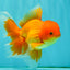 A Grade Red White Oranda Male 6 inches #082826OR_12