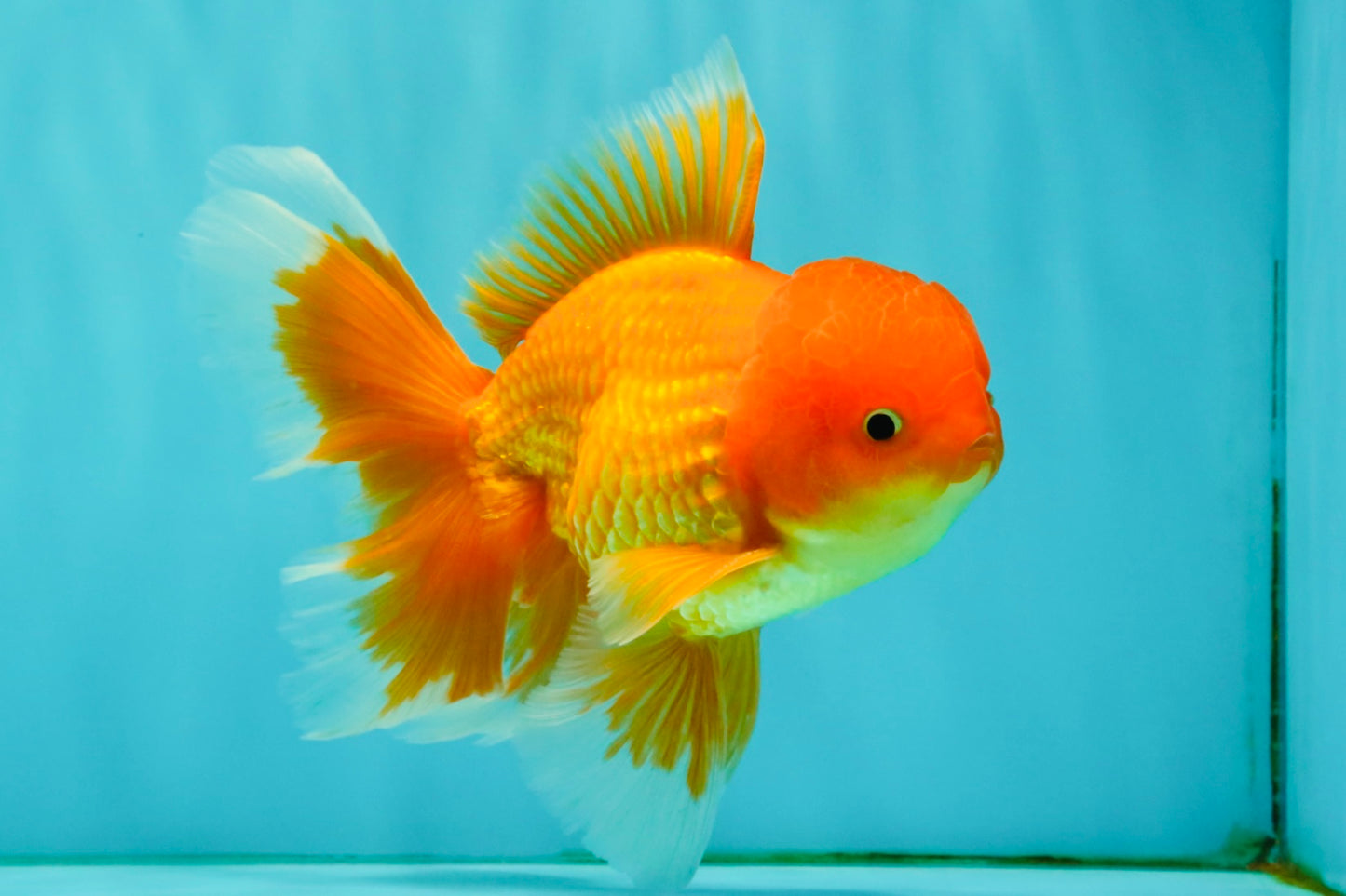 A Grade Red White Oranda Male 6 inches #082826OR_12