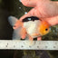 A Grade Panda Button Eyes Oranda Male 5-5.5 inches #031326OR_28