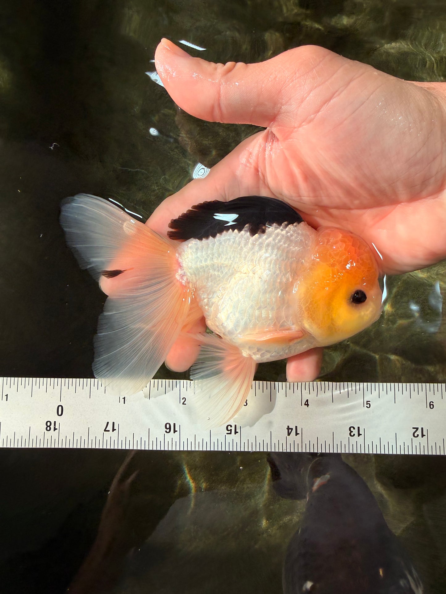 A Grade Panda Button Eyes Oranda Male 5-5.5 inches #031326OR_28