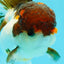 Cheerful Tricolor Oranda Female 4.5 inches #0524OR_05