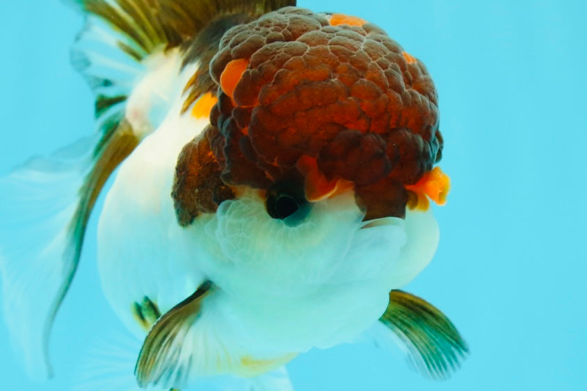 Cheerful Tricolor Oranda Female 4.5 inches #0524OR_05