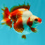 A Grade Red White Ryukin Female 4 inches #050126RK_03