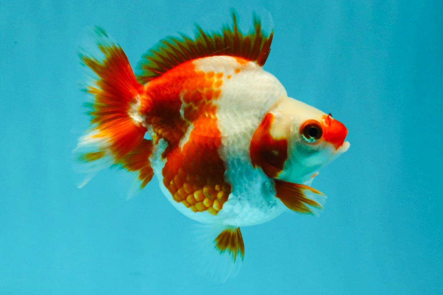 A Grade Red White Ryukin Female 4 inches #050126RK_03