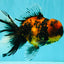 Tiger Oranda Male 6.5 inches #081426OR_02