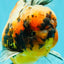 A Grade Calico Tiger Oranda Male 6.5-7 inches #080726OR_17