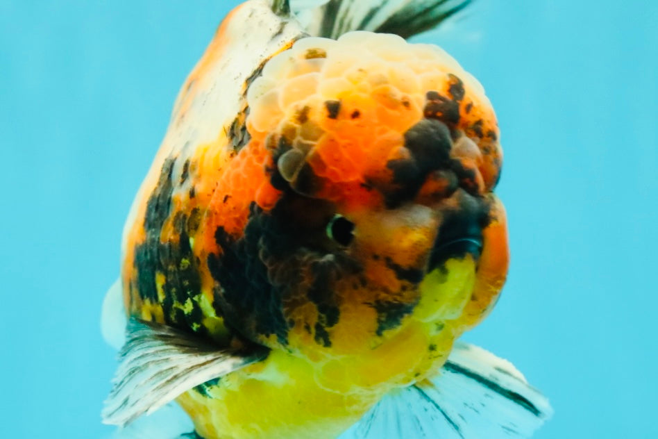 A Grade Calico Tiger Oranda Male 6.5-7 inches #080726OR_17