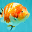 UNIQUE AAA Grade Super Kohaku Sakura LionKing 5-5.5 inches #092526LC_18