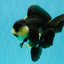 UNIQUE Panda Oranda Female 5-5.5 inches #041726OR_09