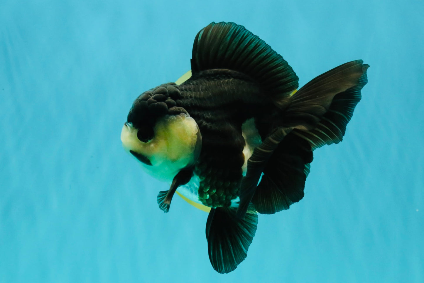 UNIQUE Panda Oranda Female 5-5.5 inches #041726OR_09