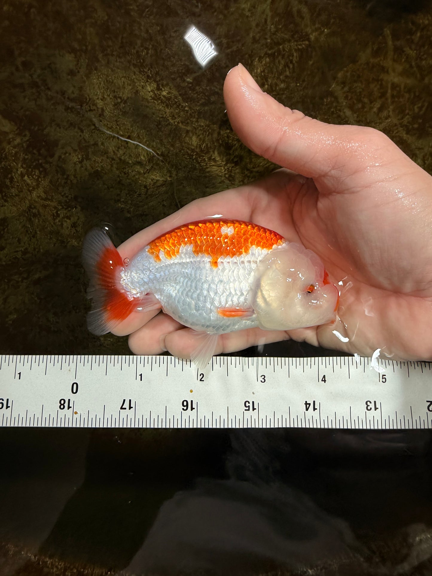 SANTA A Grade Red White LionQueen 4-4.5 inches #120525LC_12