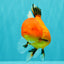 A Grade Apache Oranda Female 5 inches #100926OR_26