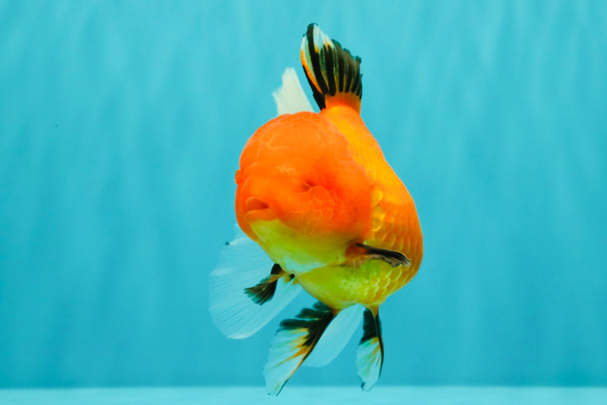 A Grade Apache Oranda Female 5 inches #100926OR_26