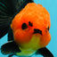 Grumpy 😡 A Grade Red Head Button Eyes Oranda Male 4.5-5 inches #1004OR_38